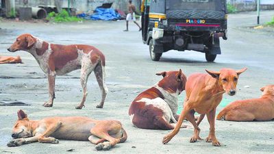Increasing stray dog attacks a violation of child rights, Kerala Child Rights Commission tells Supreme Court