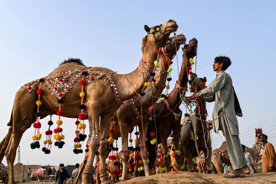 Few buyers for Eid camels as record inflation hits Pakistan
