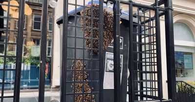 Huge swarm of bees gather outside Glasgow city centre bar forcing venue to close