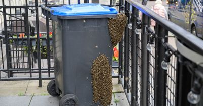 Giant swarm of bees shuts down Glasgow bar as staff flee venue and beekeepers called in