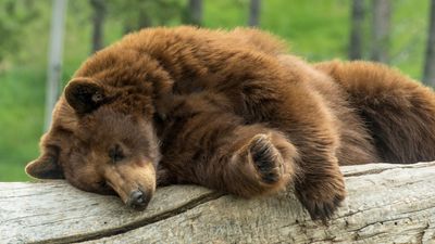 Careless Yellowstone "tourons" chase young bear into road