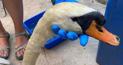 Fishing hook embedded in swan's neck leaves it millimetres from death