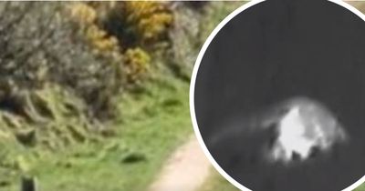 'Big cat' caught on thermal camera in West Country in 'most convincing' footage yet