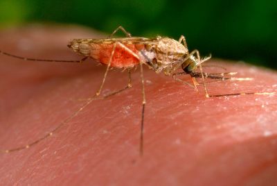 Malaria alert issued as two US states report first cases in 20 years