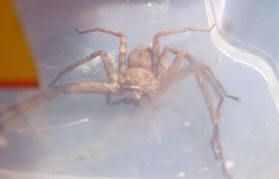 Huge 'lizard-eating' spider found in Edinburgh home