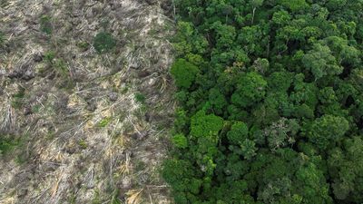 Explained | Global tropical primary forest cover continued decline in 2022: study