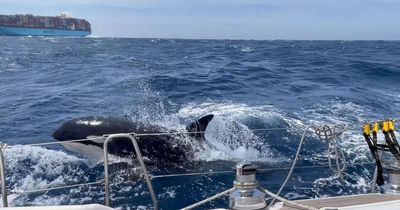 Killer whales are attacking boats in Spain and Portugal and this is why