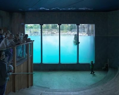 A polar bear theatre in Rotterdam zoo: Sheng-Wen Lo’s best shot