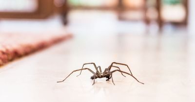 TikTok mum horrified after picking up real spider she thought was son's toy