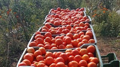 Tomato turns ‘red gold’ for farmers of Chittoor and Annamayya districts as prices touch ₹100 a kg
