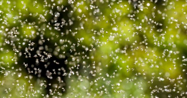 Flying Ant Day 2023: 'Bumper swarm' warning that could last WEEKS ahead of mass flight