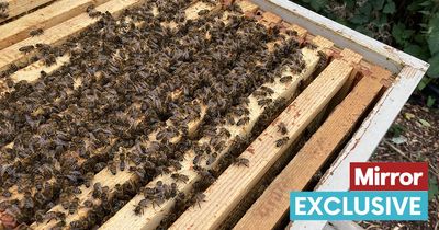 Warning scorching heatwave has brought monster swarms of bees everywhere this summer