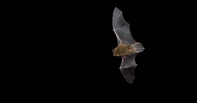 Two new strains of covid discovered by scientists in UK bats