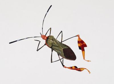 A Major Agricultural Pest Hides the Key to Its Survival in Its Poop