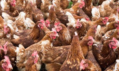 Human gene identified that prevents most bird flu viruses moving to people