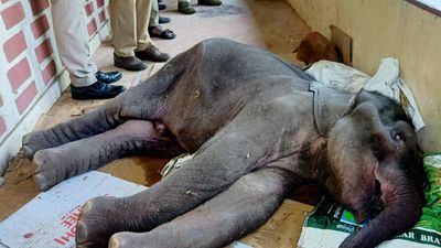 Elephant calf dies in Attappady