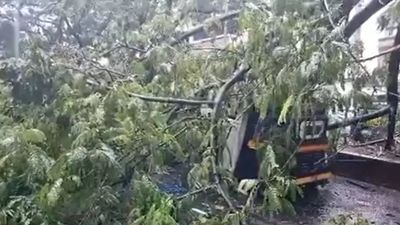 Driver injured after tree falls on auto due to heavy rain in Ulhasnagar