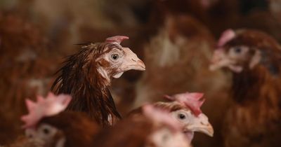 Scientists identify gene that stops humans from being infected with bird flu