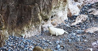 Hollywood crew upset locals while filming on Welsh beach