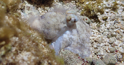 Octopuses may dream while they're asleep, say researchers