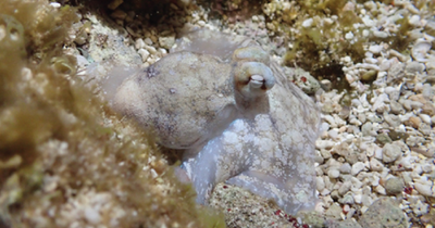 New study finds octopuses may dream while they're asleep