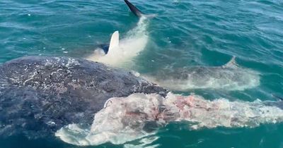 Terrifying moment 50 SHARKS tear humpback whale to shreds during ‘feeding frenzy’