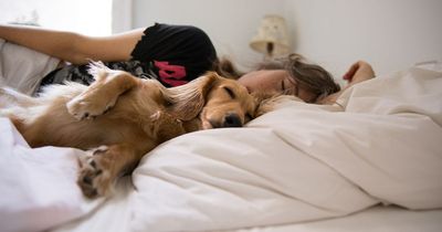 Grim study suggests popular bedroom item has more bacteria than a toilet seat