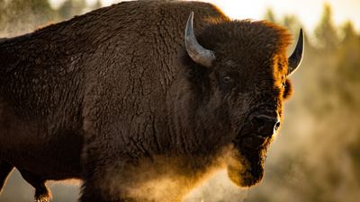 Even more tourists caught harassing huge bison at Yellowstone, despite warnings