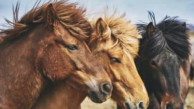 Horses Aid In Addiction Recovery, Boosting Mood And Quality Of Life