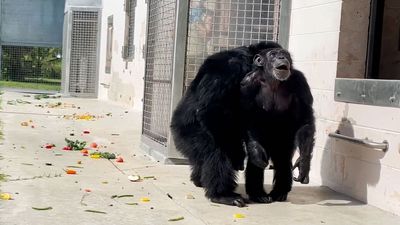 See the moment a 28-year-old lab chimp glimpses the open sky for the 1st time