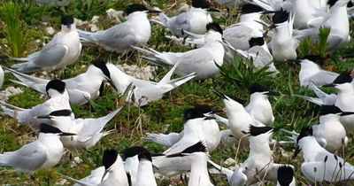 Hundreds of seabirds found dead at Scots beauty spot in suspected bird flu outbreak