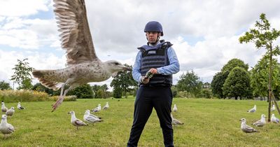 Drogheda residents go to war as 'invasion' of seagulls terrorises community