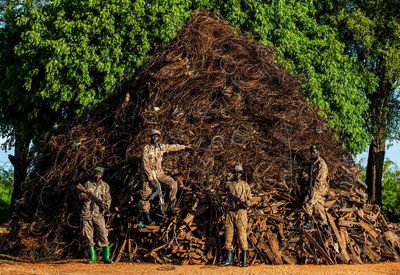 ‘A war on nature’: rangers build mountain out of wildlife traps found in Uganda park