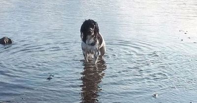 Dog owner sounds safety alert after near-death 'poisoning' at popular lake