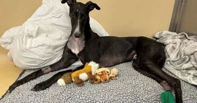 Blind greyhound left paralysed after running into tree makes miracle recovery