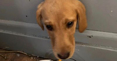 Cheeky labrador pup gets head stuck in wall sparking fire crew rescue