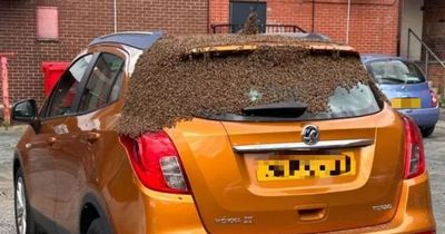 Moment driver's new car becomes SWARMED by bees - even inside the boot