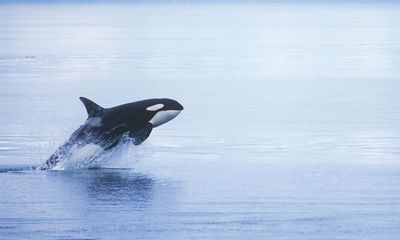 Skin disease in orcas off North American coast concerns scientists