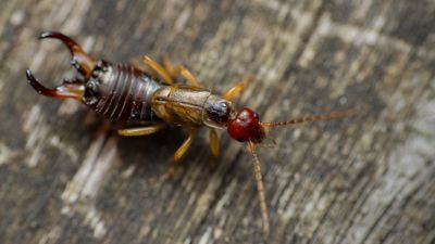 9 ways to get rid of earwigs and keep them away from your home