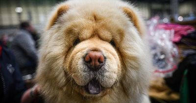 These are the most expensive dog breeds to own in the UK in 2023