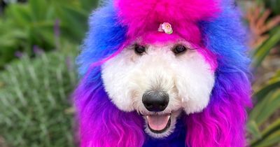 Trolls label dog owner 'cruel' for dyeing poodle's hair