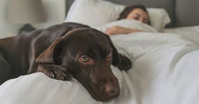 Dog owners warned not to share bed with their pets due to 'untreatable superbug'