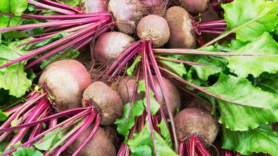 9 beetroot growing mistakes to avoid if you want to eat the best beets