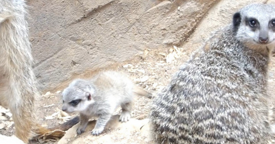 'Scotland's newest meerkat baby' born at aquarium in adorable video