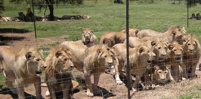 Lions are still being farmed in South Africa for hunters and tourism – they shouldn't be