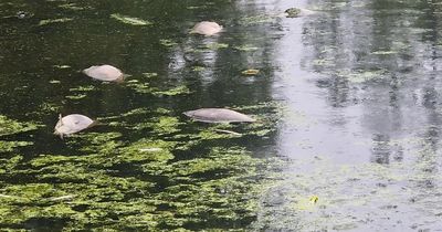 Concern as dozens of dead fish spotted in lake at Liverpool park