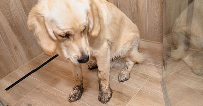 The 65p cleaning hack to banish pet odours and stains experts swear by in summer