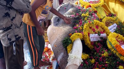 Elephant Sreekanteswaram Sivakumar dead