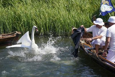 First Swan Upping of King’s reign to take place in July
