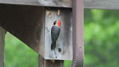 How to stop woodpeckers from pecking your house, according to pest control pros